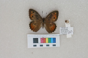  ( - RVcoll.LD-2093)  @11 [ ] Butterfly Diversity and Evolution Lab (2014) Roger Vila Institute of Evolutionary Biology
