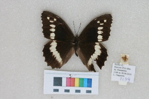 ( - RVcoll.LD-2139)  @13 [ ] Butterfly Diversity and Evolution Lab (2014) Roger Vila Institute of Evolutionary Biology