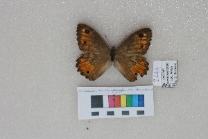  ( - RVcoll.LD-2244)  @11 [ ] Butterfly Diversity and Evolution Lab (2014) Roger Vila Institute of Evolutionary Biology