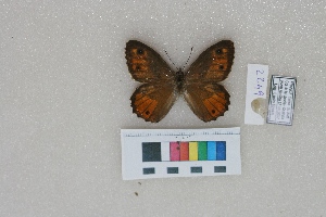  ( - RVcoll.LD-2249)  @12 [ ] Butterfly Diversity and Evolution Lab (2014) Roger Vila Institute of Evolutionary Biology