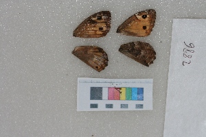  ( - RVcoll.LD-2886)  @11 [ ] Butterfly Diversity and Evolution Lab (2014) Roger Vila Institute of Evolutionary Biology