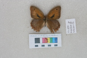  ( - RVcoll.LD-2974)  @12 [ ] Butterfly Diversity and Evolution Lab (2014) Roger Vila Institute of Evolutionary Biology