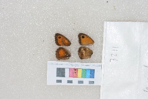  ( - RVcoll.LD-3211)  @12 [ ] Butterfly Diversity and Evolution Lab (2014) Roger Vila Institute of Evolutionary Biology