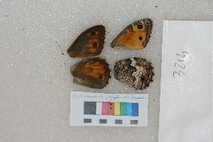  ( - RVcoll.LD-3214)  @11 [ ] Butterfly Diversity and Evolution Lab (2014) Roger Vila Institute of Evolutionary Biology