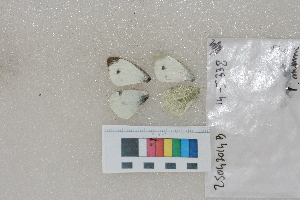  ( - RVcoll. 14-I338)  @12 [ ] Butterfly Diversity and Evolution Lab (2014) Roger Vila Institute of Evolutionary Biology