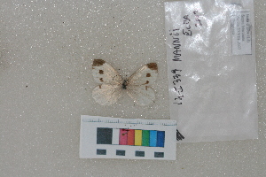  ( - RVcoll. 14-I339)  @12 [ ] Butterfly Diversity and Evolution Lab (2014) Roger Vila Institute of Evolutionary Biology