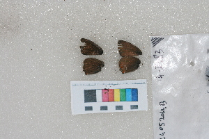  ( - RVcoll. 14-I383)  @12 [ ] Butterfly Diversity and Evolution Lab (2014) Roger Vila Institute of Evolutionary Biology