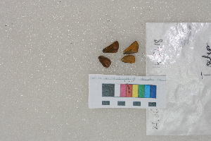  ( - RVcoll.14-I418)  @12 [ ] Butterfly Diversity and Evolution Lab (2014) Roger Vila Institute of Evolutionary Biology