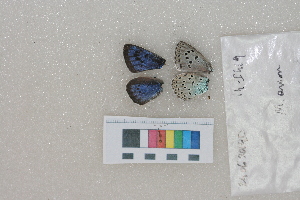  ( - RVcoll.14-I419)  @12 [ ] Butterfly Diversity and Evolution Lab (2014) Roger Vila Institute of Evolutionary Biology