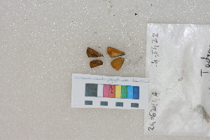  ( - RVcoll.14-I428)  @12 [ ] Butterfly Diversity and Evolution Lab (2014) Roger Vila Institute of Evolutionary Biology