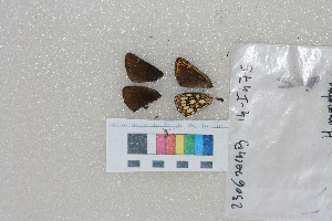  ( - RVcoll.14-I475)  @12 [ ] Butterfly Diversity and Evolution Lab (2014) Roger Vila Institute of Evolutionary Biology