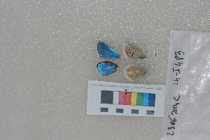  ( - RVcoll.14-I483)  @11 [ ] Butterfly Diversity and Evolution Lab (2014) Roger Vila Institute of Evolutionary Biology