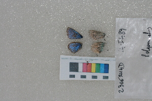 ( - RVcoll.14-I489)  @11 [ ] Butterfly Diversity and Evolution Lab (2014) Roger Vila Institute of Evolutionary Biology