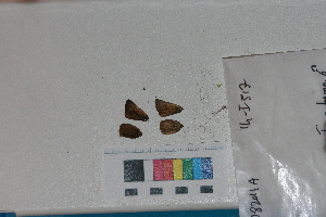  ( - RVcoll. 14-I517)  @12 [ ] Butterfly Diversity and Evolution Lab (2014) Roger Vila Institute of Evolutionary Biology