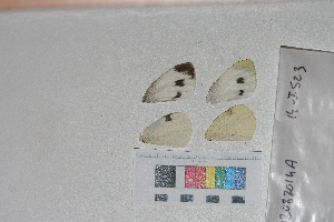  ( - RVcoll. 14-I523)  @12 [ ] Butterfly Diversity and Evolution Lab (2014) Roger Vila Institute of Evolutionary Biology