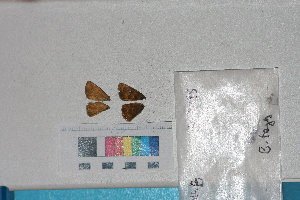  ( - RVcoll. 14-L195)  @12 [ ] Butterfly Diversity and Evolution Lab (2014) Roger Vila Institute of Evolutionary Biology