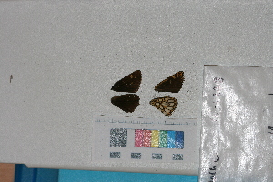  ( - RVcoll. 14-L228)  @12 [ ] Butterfly Diversity and Evolution Lab (2014) Roger Vila Institute of Evolutionary Biology