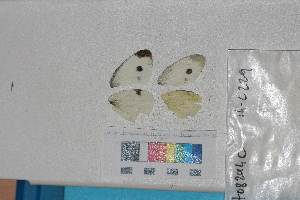  ( - RVcoll. 14-L229)  @12 [ ] Butterfly Diversity and Evolution Lab (2014) Roger Vila Institute of Evolutionary Biology