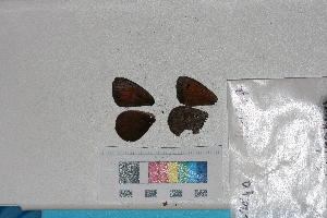  ( - RVcoll. 14-L237)  @11 [ ] Butterfly Diversity and Evolution Lab (2014) Roger Vila Institute of Evolutionary Biology