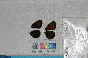  ( - RVcoll. 14-L238)  @12 [ ] Butterfly Diversity and Evolution Lab (2014) Roger Vila Institute of Evolutionary Biology
