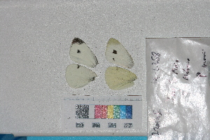  ( - RVcoll. 14-L258)  @12 [ ] Butterfly Diversity and Evolution Lab (2014) Roger Vila Institute of Evolutionary Biology