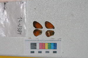  ( - RVcoll.14-J381)  @11 [ ] Butterfly Diversity and Evolution Lab (2014) Roger Vila Institute of Evolutionary Biology