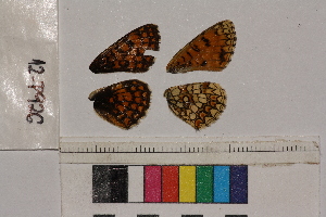  ( - RVcoll.12-P926)  @12 [ ] Butterfly Diversity and Evolution Lab (2014) Roger Vila Institute of Evolutionary Biology