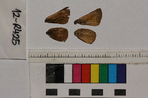  ( - RVcoll.12-R425)  @12 [ ] Butterfly Diversity and Evolution Lab (2014) Roger Vila Institute of Evolutionary Biology