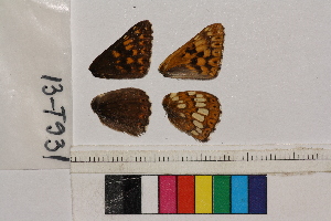  ( - RVcoll.13-T931)  @12 [ ] Butterfly Diversity and Evolution Lab (2014) Roger Vila Institute of Evolutionary Biology