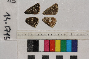  ( - RVcoll.14-I715)  @12 [ ] Butterfly Diversity and Evolution Lab (2014) Roger Vila Institute of Evolutionary Biology