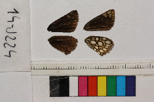  ( - RVcoll.14-J224)  @12 [ ] Butterfly Diversity and Evolution Lab (2014) Roger Vila Institute of Evolutionary Biology