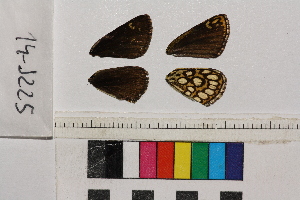  ( - RVcoll.14-J225)  @12 [ ] Butterfly Diversity and Evolution Lab (2014) Roger Vila Institute of Evolutionary Biology