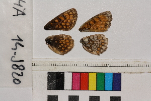  ( - RVcoll.14-J820)  @12 [ ] Butterfly Diversity and Evolution Lab (2014) Roger Vila Institute of Evolutionary Biology