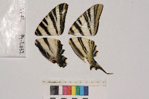  ( - RVcoll.14-L032)  @11 [ ] Butterfly Diversity and Evolution Lab (2014) Roger Vila Institute of Evolutionary Biology