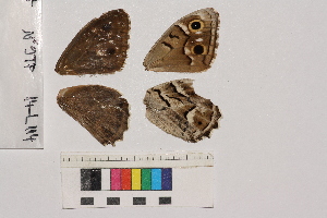  ( - RVcoll.14-L114)  @12 [ ] Butterfly Diversity and Evolution Lab (2014) Roger Vila Institute of Evolutionary Biology