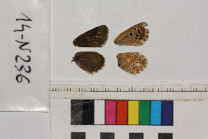  ( - RVcoll.14-N236)  @11 [ ] Butterfly Diversity and Evolution Lab (2014) Roger Vila Institute of Evolutionary Biology