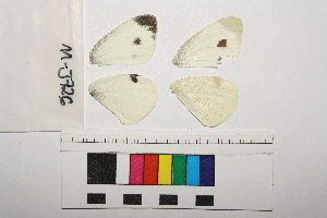  ( - RVcoll.11-J726)  @12 [ ] Copyright (2014) Roger Vila Institute of Evolutionary Biology