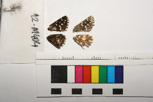  ( - RVcoll.12-M404)  @12 [ ] Copyright (2014) Roger Vila Institute of Evolutionary Biology
