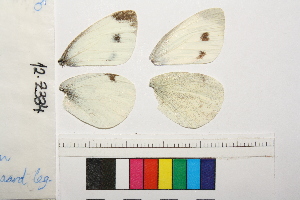  ( - RVcoll.12-Z334)  @12 [ ] Copyright (2014) Roger Vila Institute of Evolutionary Biology