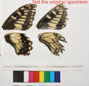  ( - RVcoll.13-T218)  @12 [ ] Butterfly Diversity and Evolution Lab (2014) Roger Vila Institute of Evolutionary Biology