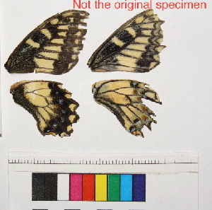  ( - RVcoll.14-E400)  @12 [ ] Butterfly Diversity and Evolution Lab (2014) Roger Vila Institute of Evolutionary Biology