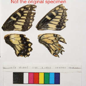  ( - RVcoll.13-T209)  @12 [ ] Butterfly Diversity and Evolution Lab (2014) Roger Vila Institute of Evolutionary Biology