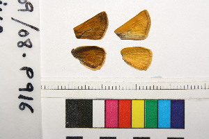  ( - RVcoll.08-P916)  @12 [ ] Copyright (2014) Roger Vila Institute of Evolutionary Biology