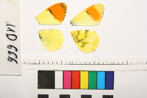  ( - RVcoll.11-D666)  @12 [ ] Butterfly Diversity and Evolution Lab (2014) Roger Vila Institute of Evolutionary Biology
