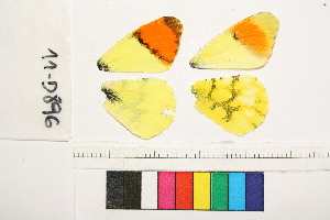  ( - RVcoll.150308GV36)  @11 [ ] Butterfly Diversity and Evolution Lab (2014) Roger Vila Institute of Evolutionary Biology