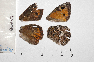  (Hipparchia sbordonii - RVcoll.LD-1089)  @11 [ ] Butterfly Diversity and Evolution Lab (2014) Roger Vila Institute of Evolutionary Biology