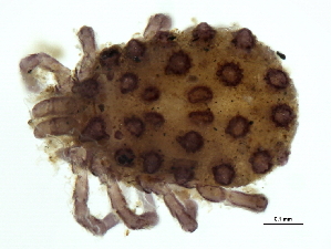  (Sperchonopsis sp090126A - CNC-IMS090126.019)  @15 [ ] CreativeCommons - Attribution (2010) CBG Photography Group Centre for Biodiversity Genomics