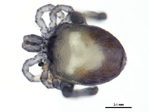  ( - CNC-IMS090093.111)  @14 [ ] CreativeCommons - Attribution (2010) CBG Photography Group Centre for Biodiversity Genomics