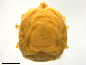  ( - CSSw120531Li1300)  @12 [ ] CreativeCommons - Attribution (2016) Centre for Biodiversity Genomics Centre for Biodiversity Genomics
