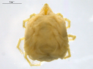  ( - CSSw120531Li1303)  @13 [ ] CreativeCommons - Attribution (2016) Centre for Biodiversity Genomics Centre for Biodiversity Genomics